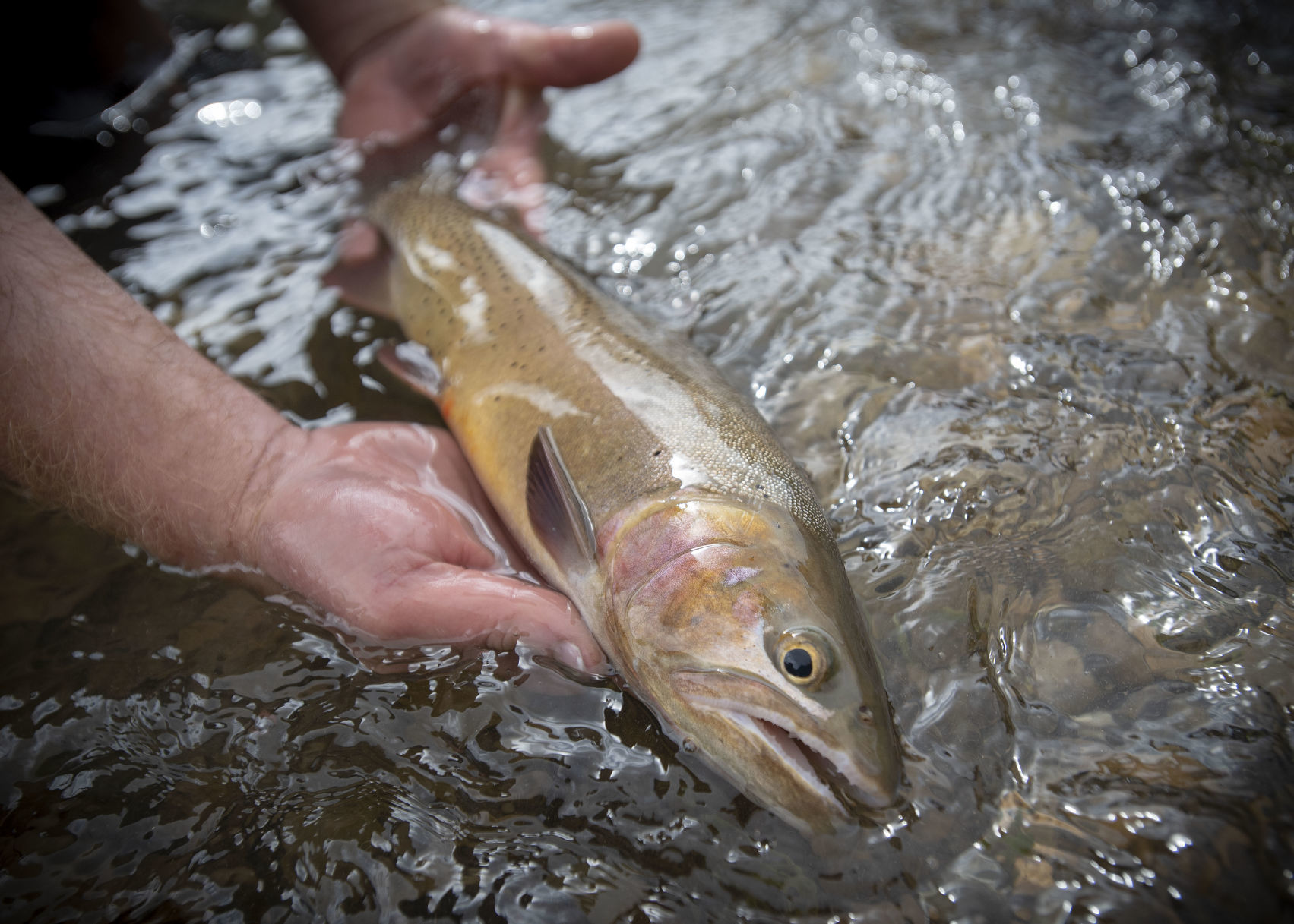 Rainbow trout electrofishing